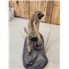 Image 9 : African Baboon Full Body Taxidermy Mount