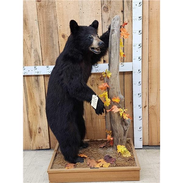 Juvenile Black Bear Full Body Taxidermy Mount