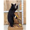 Image 1 : Juvenile Black Bear Full Body Taxidermy Mount