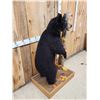 Image 2 : Juvenile Black Bear Full Body Taxidermy Mount