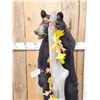 Image 4 : Juvenile Black Bear Full Body Taxidermy Mount