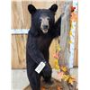 Image 5 : Juvenile Black Bear Full Body Taxidermy Mount