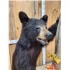 Image 6 : Juvenile Black Bear Full Body Taxidermy Mount