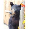 Image 7 : Juvenile Black Bear Full Body Taxidermy Mount
