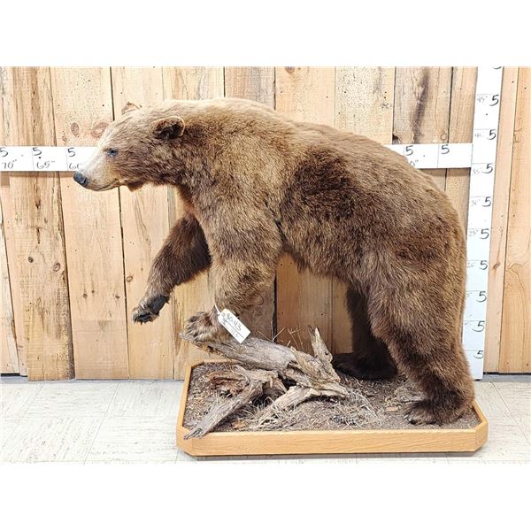 Chocolate Phase Black Bear Full Body Taxidermy Mount