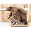 Image 1 : Chocolate Phase Black Bear Full Body Taxidermy Mount