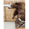 Image 2 : Chocolate Phase Black Bear Full Body Taxidermy Mount