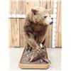 Image 3 : Chocolate Phase Black Bear Full Body Taxidermy Mount