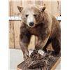 Image 4 : Chocolate Phase Black Bear Full Body Taxidermy Mount