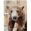 Image 5 : Chocolate Phase Black Bear Full Body Taxidermy Mount