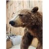 Image 6 : Chocolate Phase Black Bear Full Body Taxidermy Mount