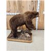 Image 7 : Chocolate Phase Black Bear Full Body Taxidermy Mount
