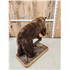 Image 8 : Chocolate Phase Black Bear Full Body Taxidermy Mount