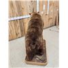Image 9 : Chocolate Phase Black Bear Full Body Taxidermy Mount