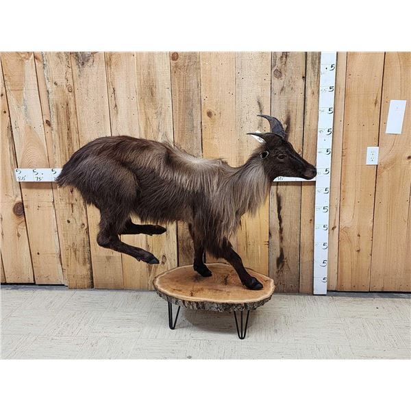 Tahr Full Body Taxidermy Mount