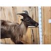 Image 3 : Tahr Full Body Taxidermy Mount