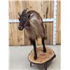 Image 4 : Tahr Full Body Taxidermy Mount