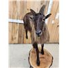 Image 5 : Tahr Full Body Taxidermy Mount