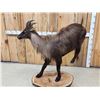Image 6 : Tahr Full Body Taxidermy Mount
