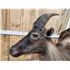 Image 7 : Tahr Full Body Taxidermy Mount