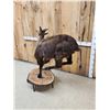 Image 8 : Tahr Full Body Taxidermy Mount