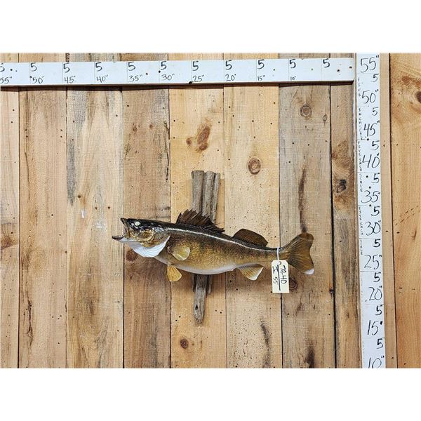31" Walleye Real Skin Fish Taxidermy