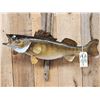 Image 2 : 31" Walleye Real Skin Fish Taxidermy