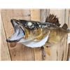 Image 3 : 31" Walleye Real Skin Fish Taxidermy