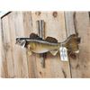 Image 4 : 31" Walleye Real Skin Fish Taxidermy