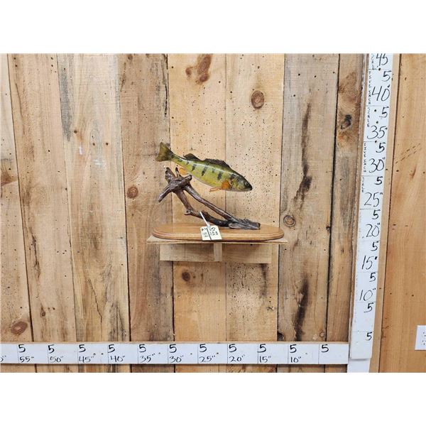 15" Perch Real Skin Fish Taxidermy