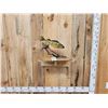 Image 1 : 15" Perch Real Skin Fish Taxidermy