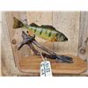 Image 2 : 15" Perch Real Skin Fish Taxidermy