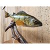Image 3 : 15" Perch Real Skin Fish Taxidermy