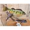 Image 4 : 15" Perch Real Skin Fish Taxidermy