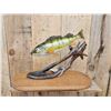 Image 5 : 15" Perch Real Skin Fish Taxidermy