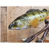 Image 6 : 15" Perch Real Skin Fish Taxidermy