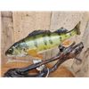 Image 7 : 15" Perch Real Skin Fish Taxidermy
