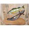 Image 8 : 15" Perch Real Skin Fish Taxidermy