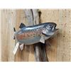 Image 3 : 18" Trout Real Skin Fish Taxidermy
