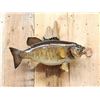 Image 2 : 18" & 19" Smallmouth Bass Real Skin Fish Taxidermy
