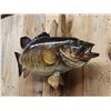 Image 3 : 18" & 19" Smallmouth Bass Real Skin Fish Taxidermy