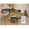 Image 5 : 18" & 19" Smallmouth Bass Real Skin Fish Taxidermy