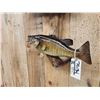 Image 6 : 18" & 19" Smallmouth Bass Real Skin Fish Taxidermy