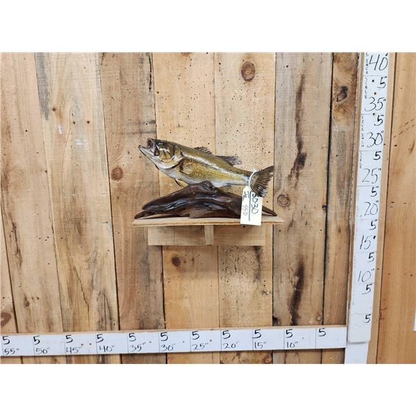 18" Largemouth Bass Real Skin Fish Taxidermy