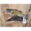 Image 2 : 18" Largemouth Bass Real Skin Fish Taxidermy