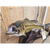 Image 3 : 18" Largemouth Bass Real Skin Fish Taxidermy
