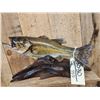 Image 4 : 18" Largemouth Bass Real Skin Fish Taxidermy