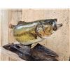 Image 6 : 18" Largemouth Bass Real Skin Fish Taxidermy