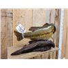 Image 7 : 18" Largemouth Bass Real Skin Fish Taxidermy