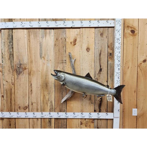 FAT 40" King Salmon Real Skin Fish Taxidermy